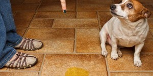 Cómo evitar que los perros orinen en casa