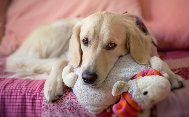 Cómo Saber Si Una Perra Está Embarazada 17 Pasos Mascotas Y