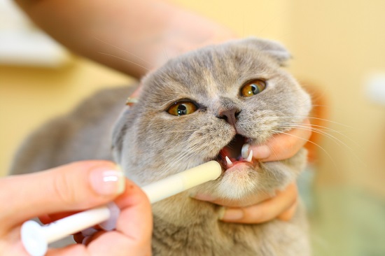 Cómo tratar a un gato envenenado