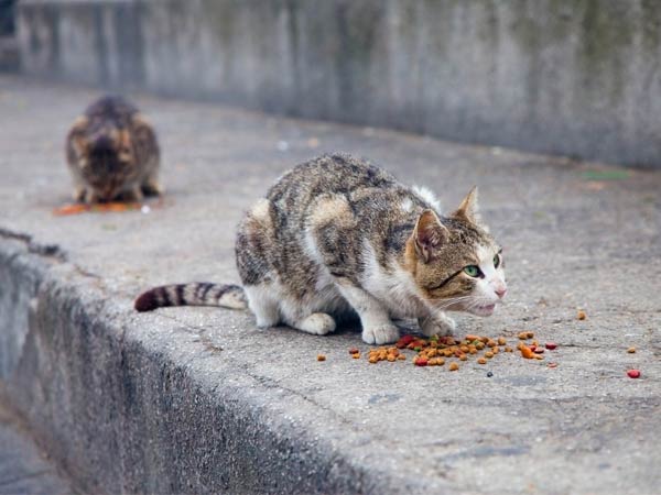 Cómo tratar a un gato envenenado