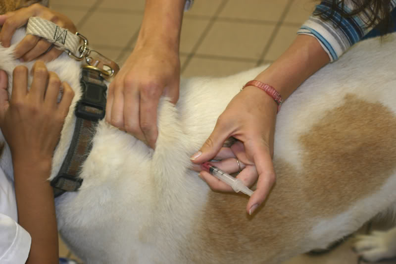Sarna en perros: Cómo tratarla y Remedios Caseros