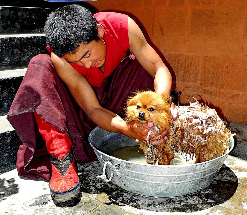 Cómo acicalar un perro - 10 pasos - Mascotas y Animales Doncomos.com