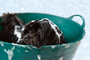 Cómo bañar un perro