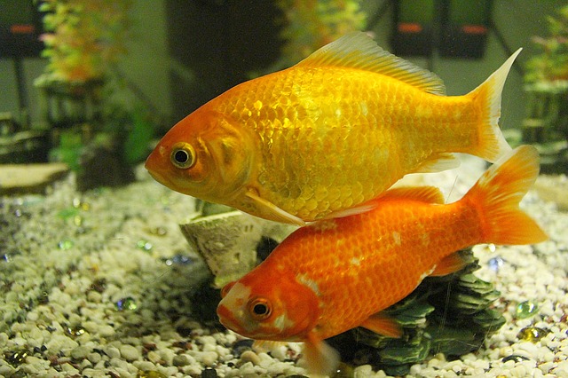 Cómo cuidar un goldfish