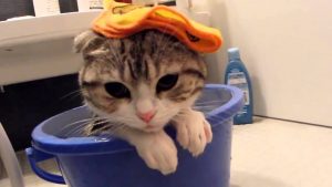 Cómo bañar un gato