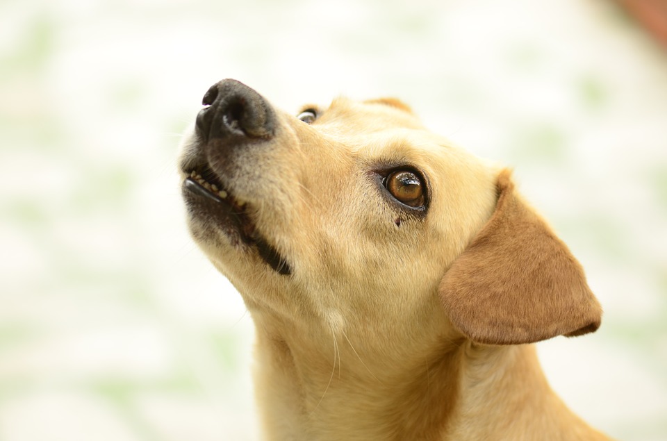 Cómo enseñar a un perro a usar el baño pasos Mascotas y Animales Doncomos com