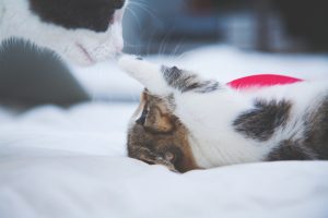 Cuáles son las vacunas obligatorias para gatos