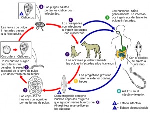 Remedios caseros para las pulgas de los perros