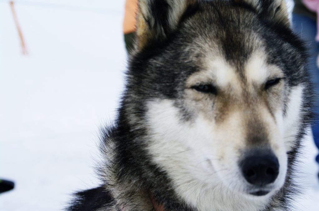 Cómo actuar si mi perro no quiere comer