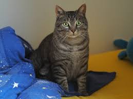 Cómo entrenar un gato