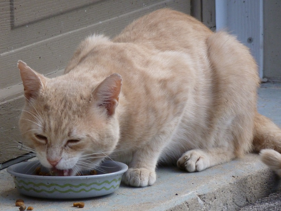 Cuánta comida dar a un gato