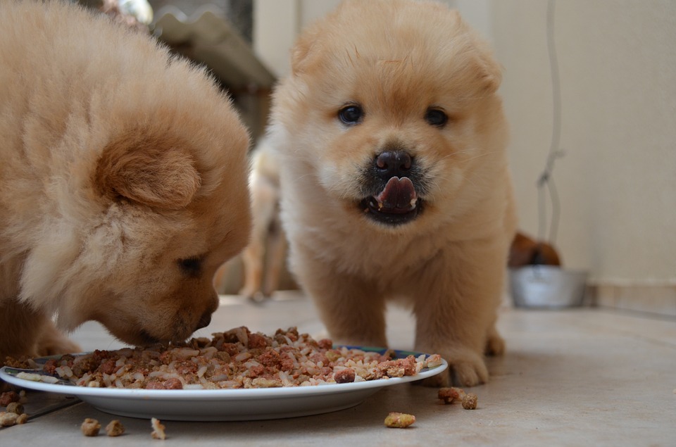 Cuánta comida dar a un perro