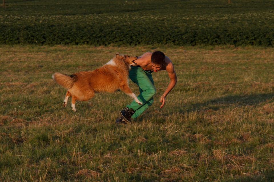 Adiestramiento Canino y Cómo adiestrar Perros