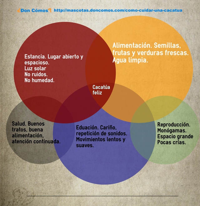 Cómo cuidar una cacatúa