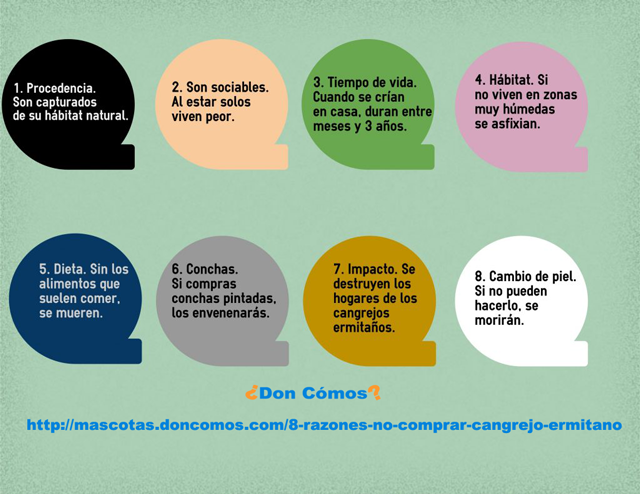 8 Razones para no Comprar un Cangrejo Ermitaño