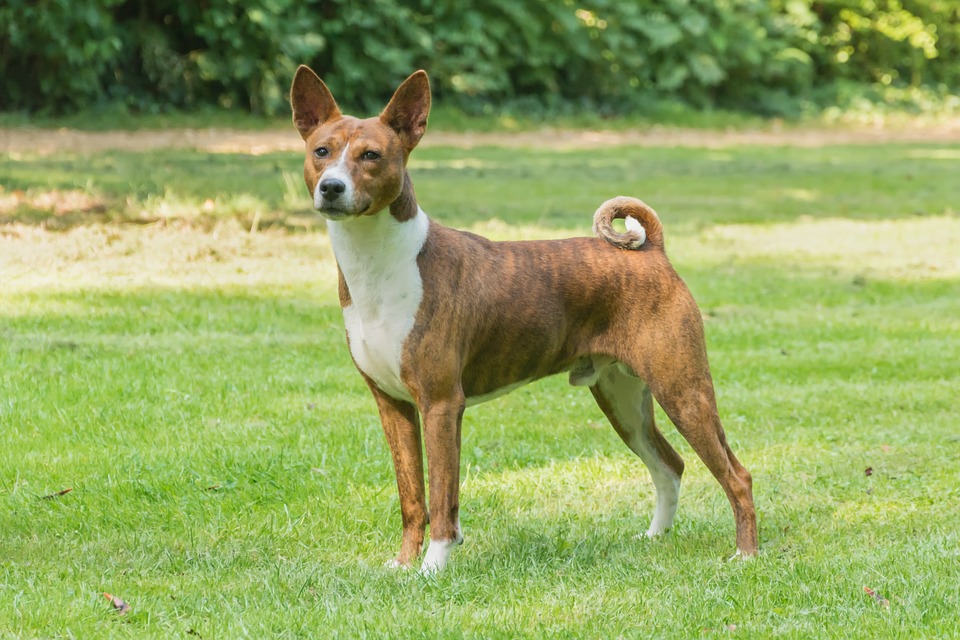 Cómo saber la edad de un perro