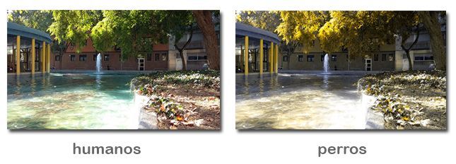 Cómo ven los perros