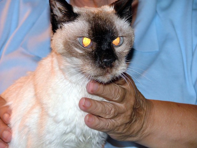 Borrador automático