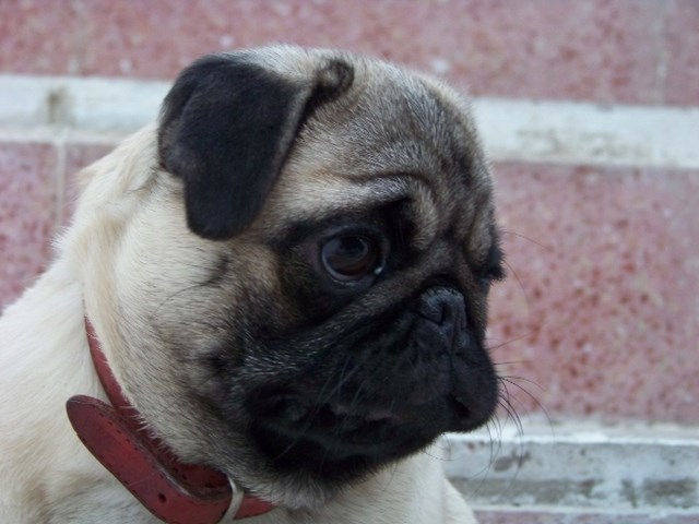 Perro Pug o Carlino: Cómo cuidar un Perro Pug o Carlino