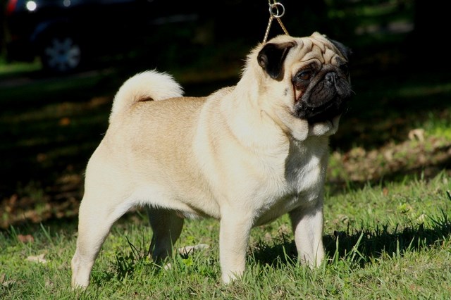 Perro Pug o Carlino: Cómo cuidar un Perro Pug o Carlino