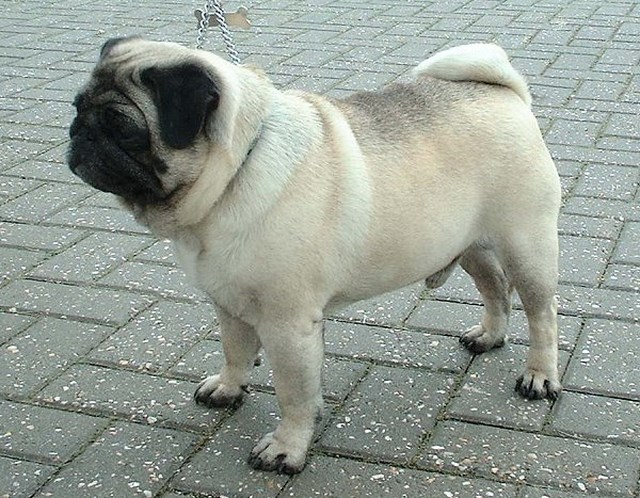 Perro Pug o Carlino: Cómo cuidar un Perro Pug o Carlino