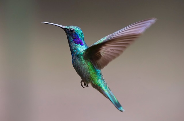 colibrí