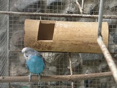 Periquito Australiano