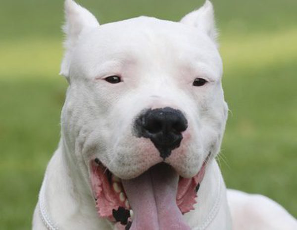 dogo-argentino