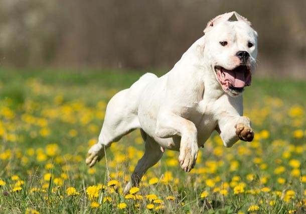 dogo-argentino