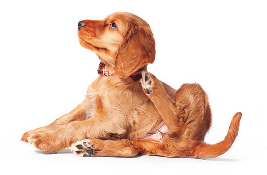 identificar la sarna en perros