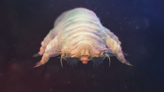 identificar la sarna en perros