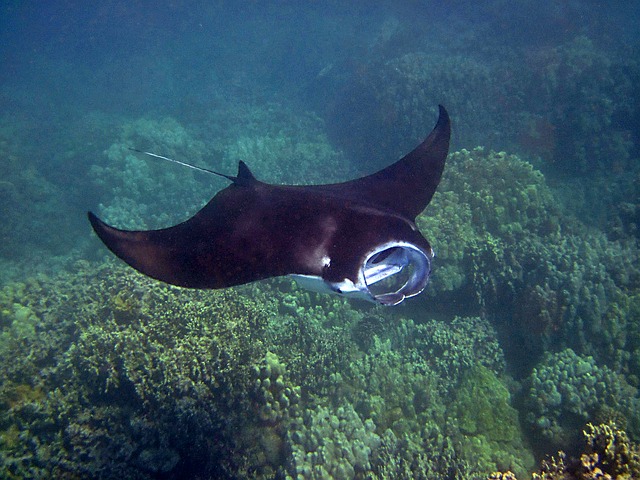 manta