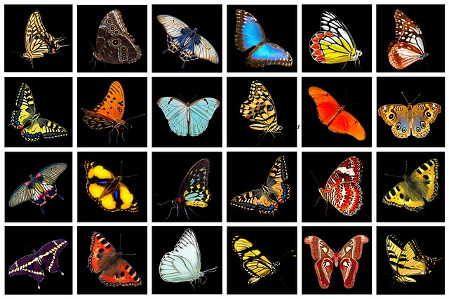 mariposas