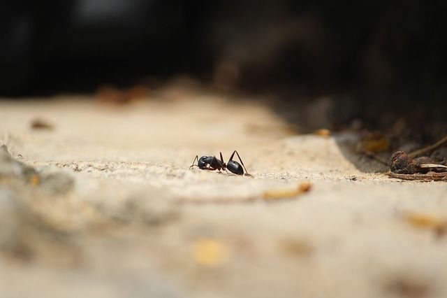 Qué comen las hormigas