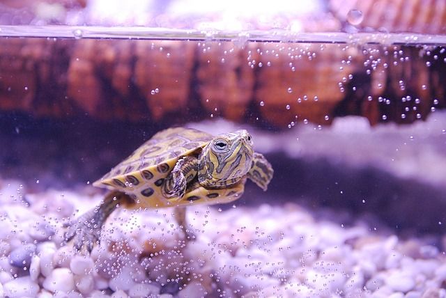 Qué comen las tortugas de agua