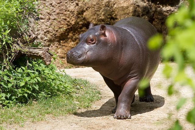 Qué comen los hipopótamos