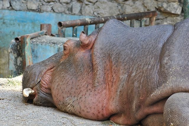 Qué comen los hipopótamos
