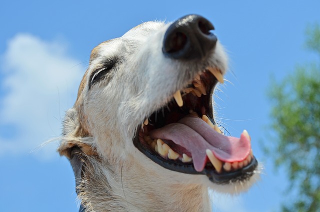 consejos para adiestrar a un galgo