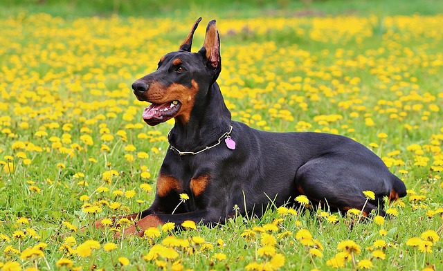 Cuidados y alimentación de los perros Dóberman