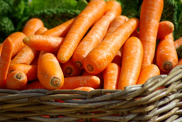 Las zanahorias son un alimento óptimo para los Dóberman