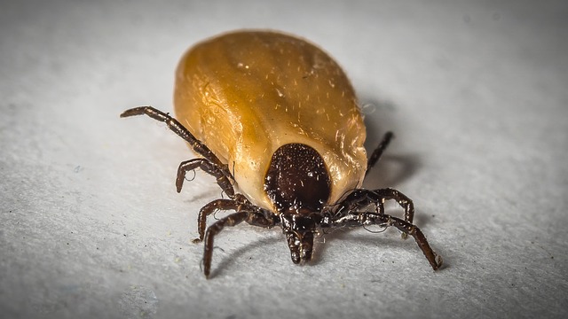 Prevenir la enfermedad de Lyme - Como eliminar garrapatas