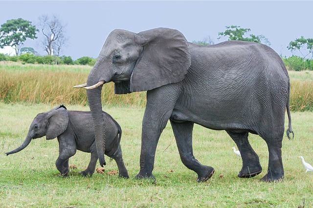 cuanto-pesa-un-elefante4