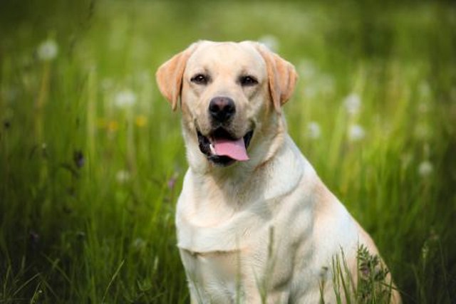 labrador retriever