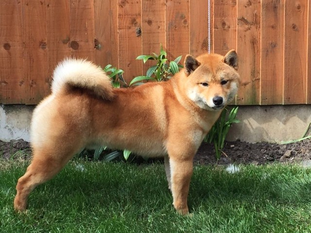 shiba inu