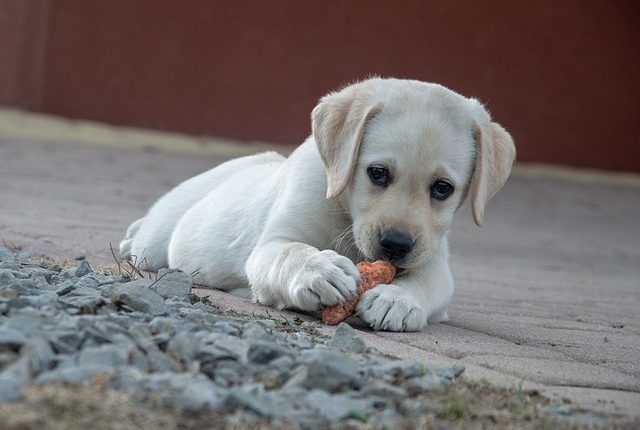 Beneficios de la zanahoria para perros