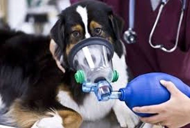 Enfermedades respiratorias de los perros