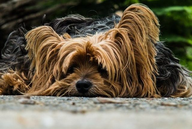 Insolación en perros – Síntomas y tratamiento