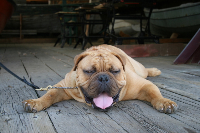 bulldog