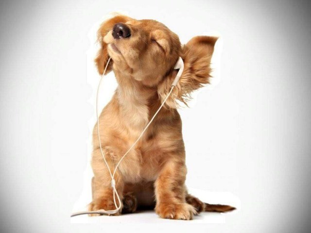 perros aullan con la musica