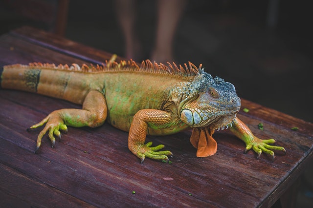 Cómo tener iguanas de mascotas